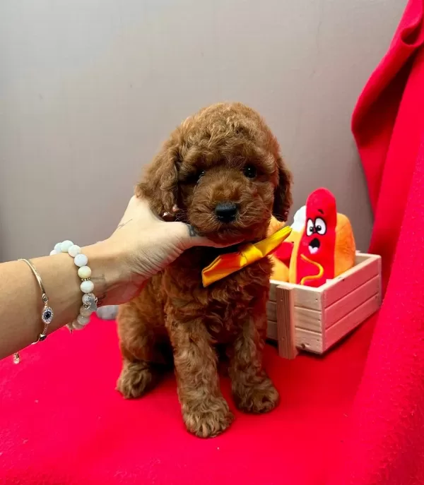 Safkan Toy Poodle Yavrularımız