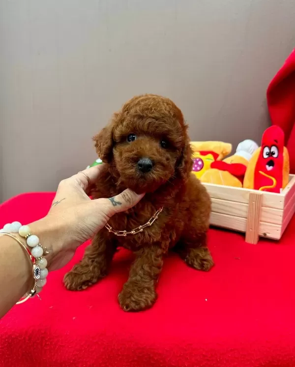Safkan Toy Poodle Yavrularımız