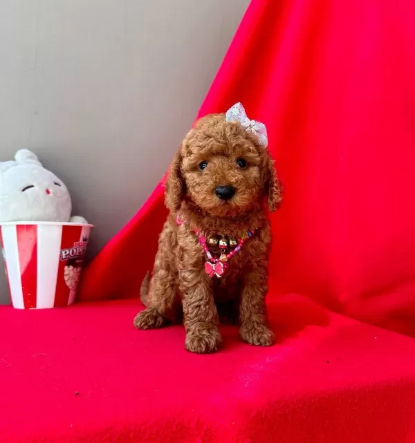 Safkan Toy Poodle Yavrularımız