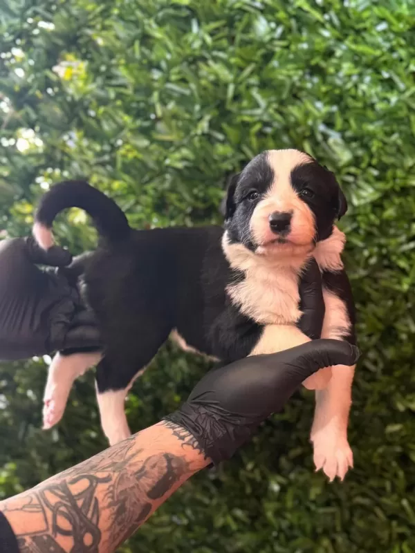 Burkemden A Kan Border Collie Yavruları