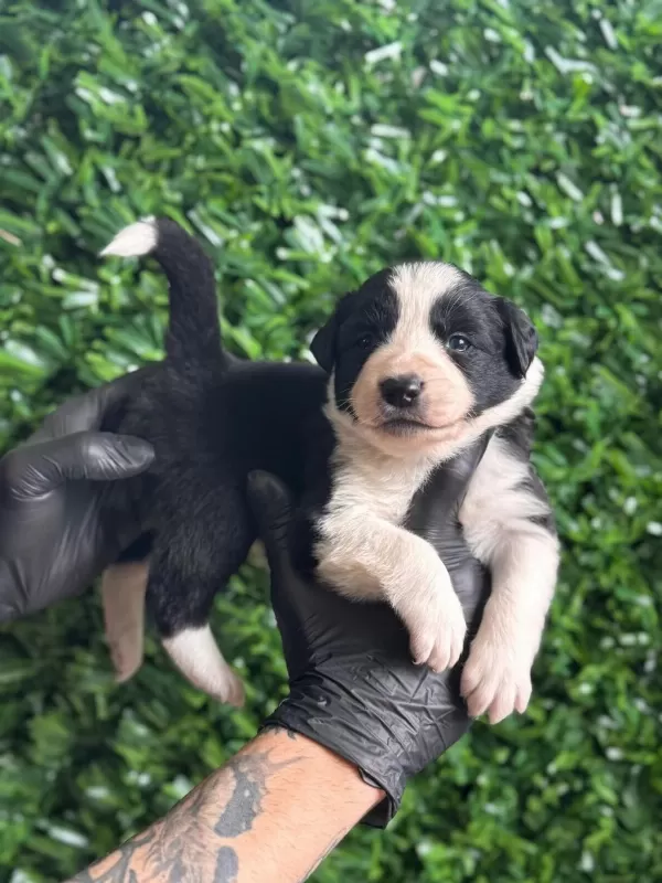 Burkemden A Kan Border Collie Yavruları
