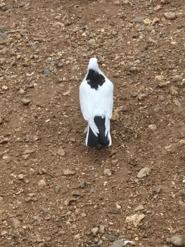 Kelebek Edremit Güvercin