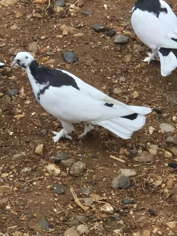 Kelebek Edremit Güvercin
