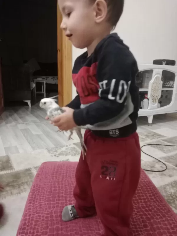Sultan Papağanı Erkek 8 Aylık Yavru