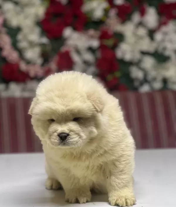 Chow Chow Yavrularımız
