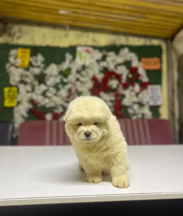 Chow Chow Yavrularımız
