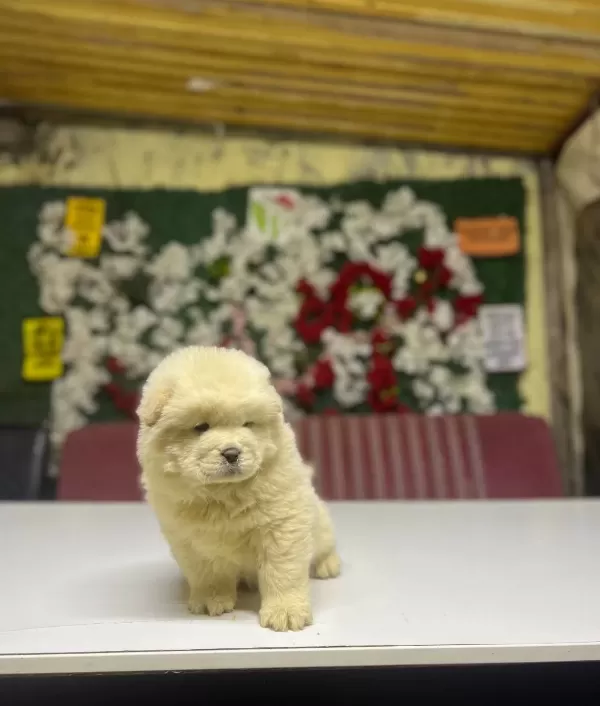 Chow Chow Yavrularımız