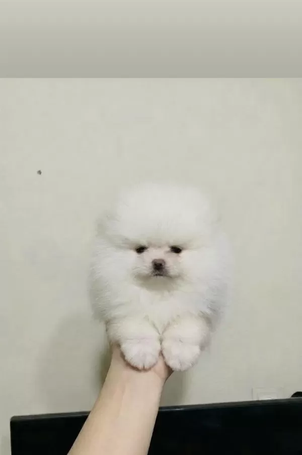 Kar Beyaz Üst Kalite Teddy Bear Pomeranian Boo
