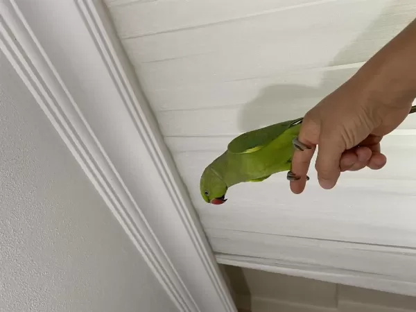 Pakistan Papağanı Erkek