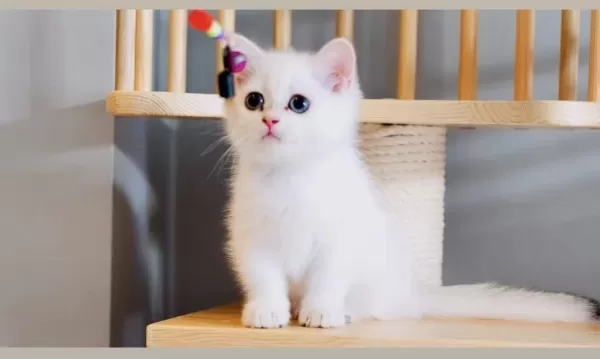 Sevgi Dolu British Shorthair Dişi