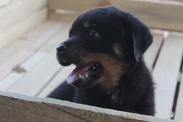 Hayalinizdeki Rottweiler Yavrusu Sizi Bekliyor