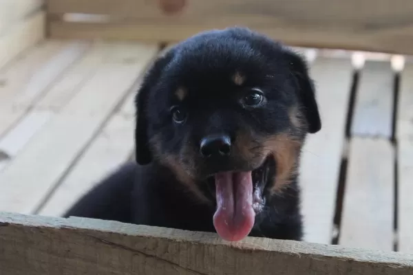 Hayalinizdeki Rottweiler Yavrusu Sizi Bekliyor