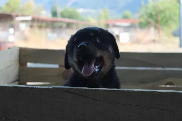Hayalinizdeki Rottweiler Yavrusu Sizi Bekliyor