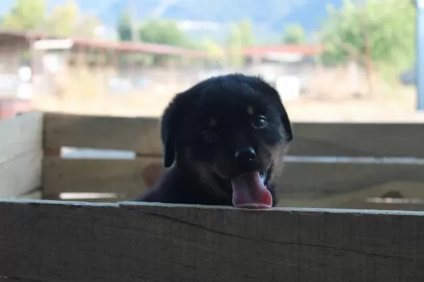 Hayalinizdeki Rottweiler Yavrusu Sizi Bekliyor
