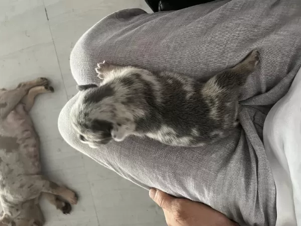 Saf Kan French Bulldog Yavruları
