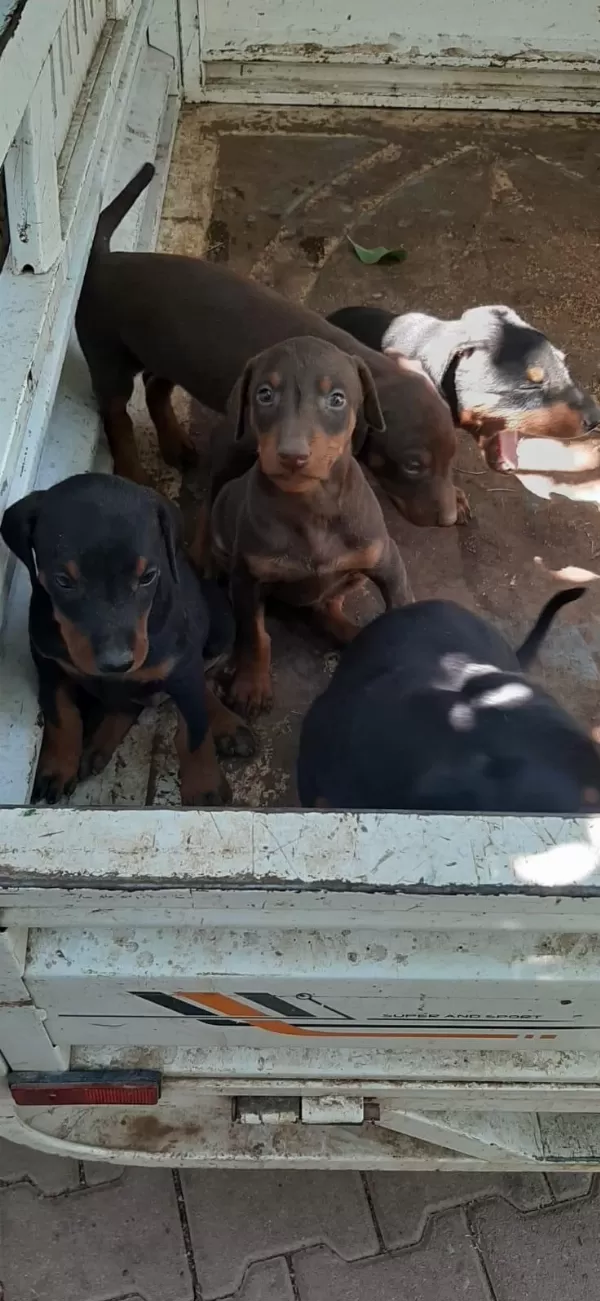 Doberman Yavrularim Sağlik Ve İrk Garantilidir