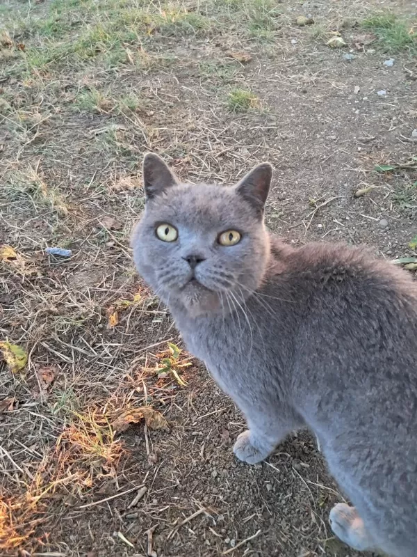 British Shorthair Çok Sevecen