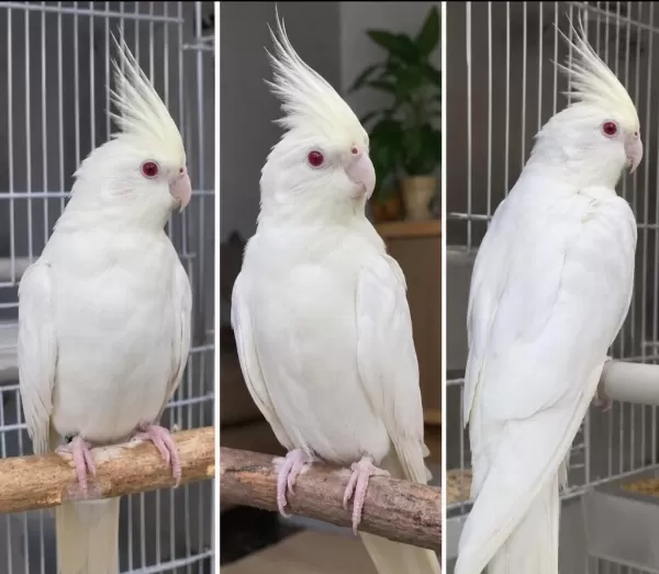 4 Aylık Sultan Papağanı