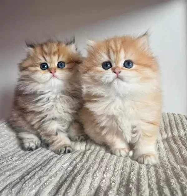 Orjinal Safkan Golden British Longhair