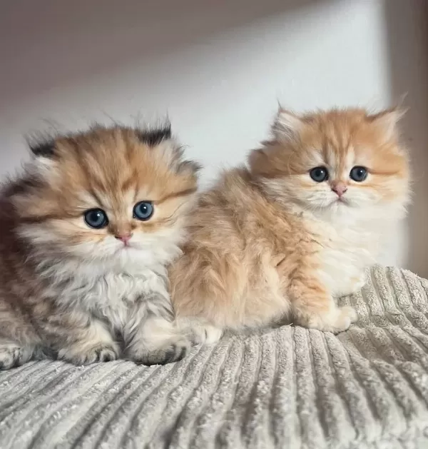 Orjinal Safkan Golden British Longhair