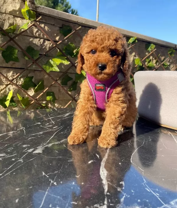 Türünün Nadirlerinden Toy Poodle Bebeklerim