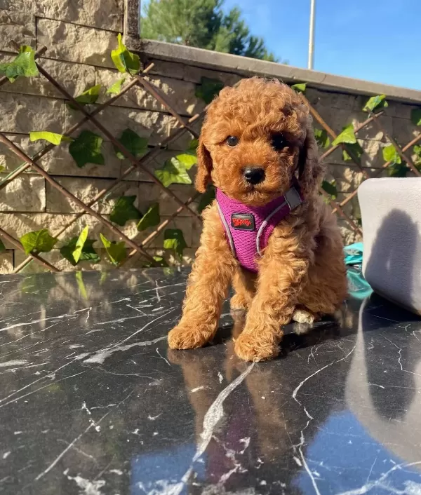 Türünün Nadirlerinden Toy Poodle Bebeklerim
