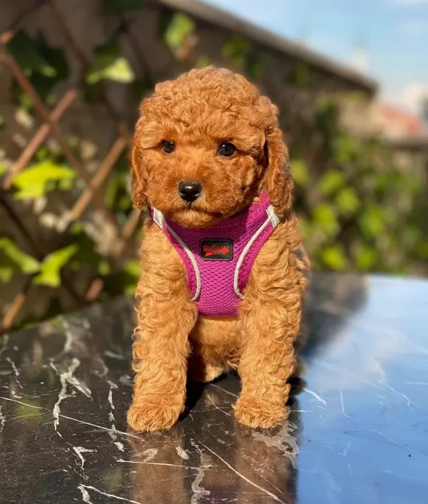 Türünün Nadirlerinden Toy Poodle Bebeklerim
