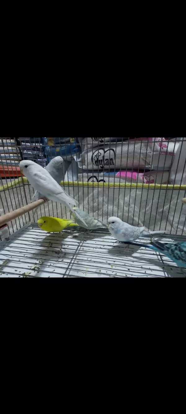 8 Aylık Muhabbet Kuşlar