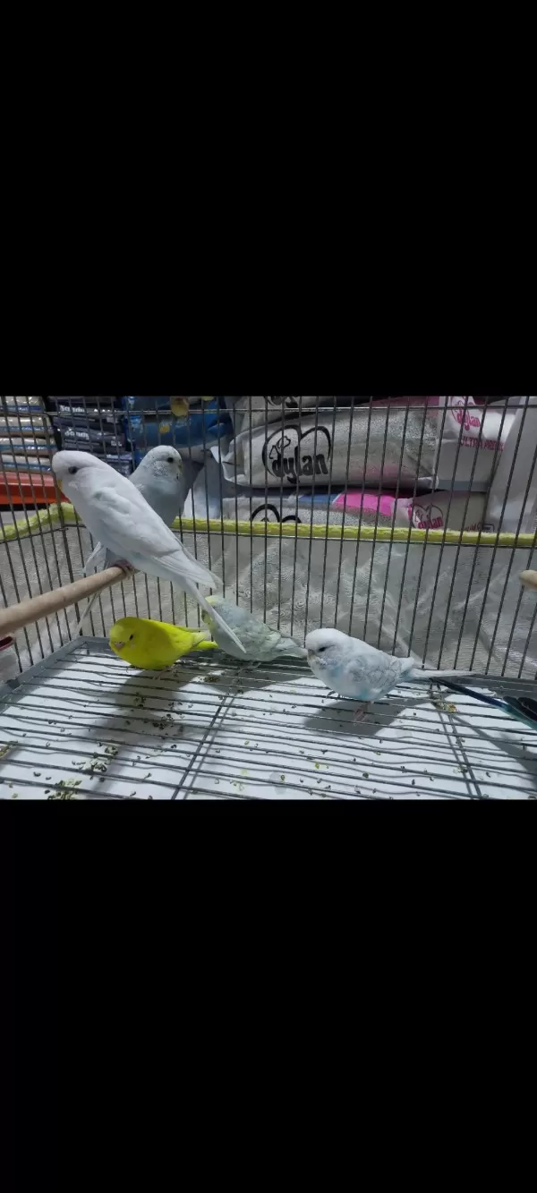 8 Aylık Muhabbet Kuşlar