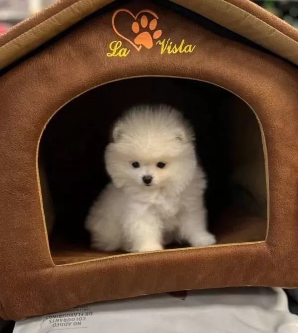 Pomeranian Boo Bebekler