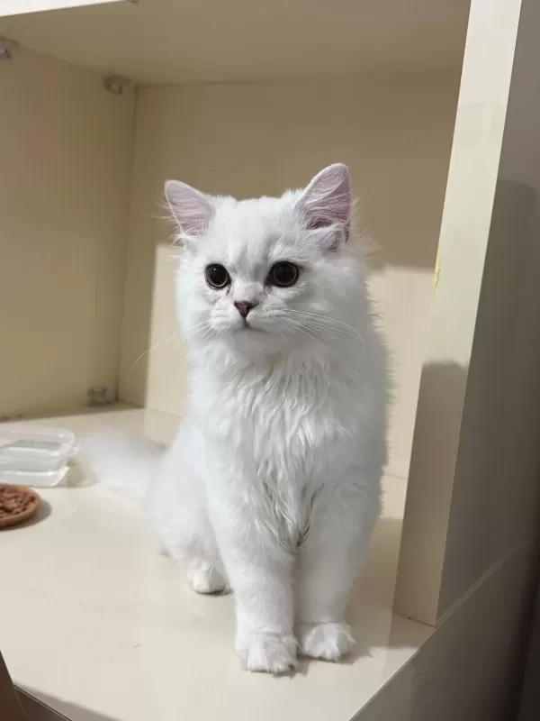 Sağlıklı Uysal Beyaz Kedimiz