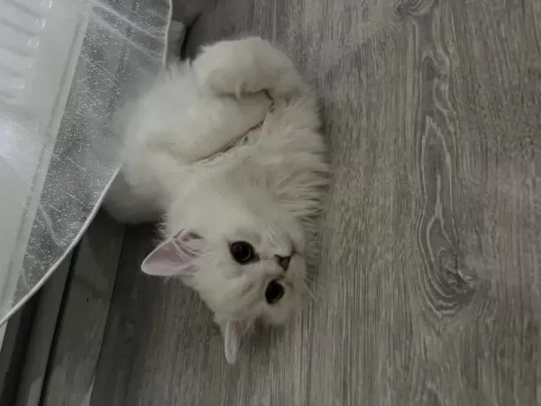 Sağlıklı Uysal Beyaz Kedimiz