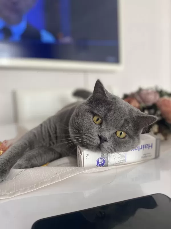 Kedimiz Dumana Yuva Arıyoruz