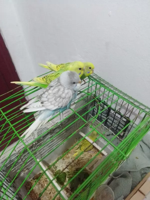 Yavru Muhabbet Kuşları