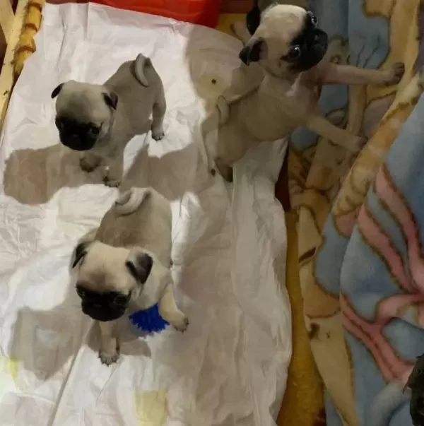 Pug Yavruları