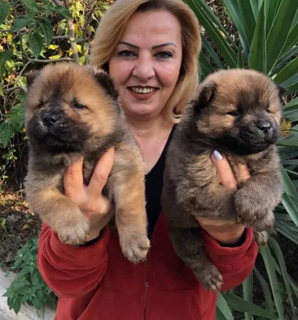 Irak Garantili Mükemmel Cin Aslanı Chow Chow Yavrularımız