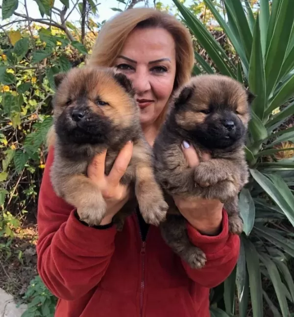 Irak Garantili Mükemmel Cin Aslanı Chow Chow Yavrularımız