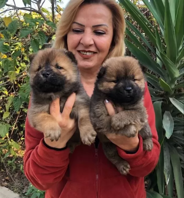 Irak Garantili Mükemmel Cin Aslanı Chow Chow Yavrularımız