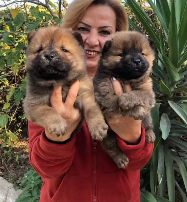 Irak Garantili Mükemmel Cin Aslanı Chow Chow Yavrularımız