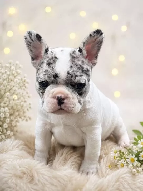 French Bulldog Yavrulari