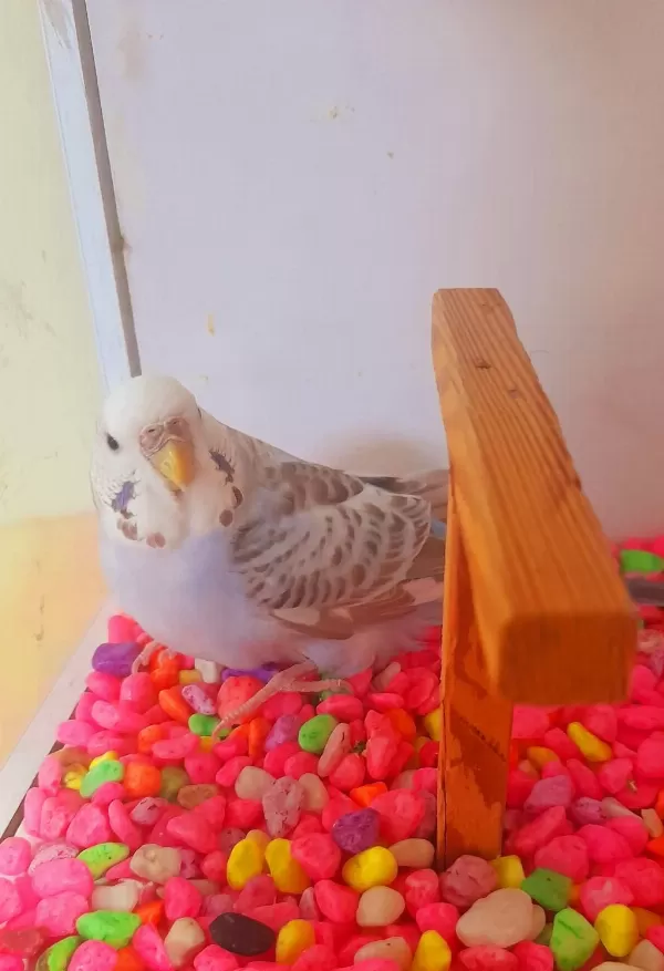 Güzel Renk Tam Kizgin Damizlik Dişi Sağlikli Kuşumuz