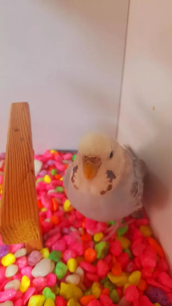 Güzel Renk Tam Kizgin Damizlik Dişi Sağlikli Kuşumuz
