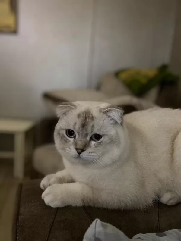 Kedimi Sahiplendirmek İstiyorum