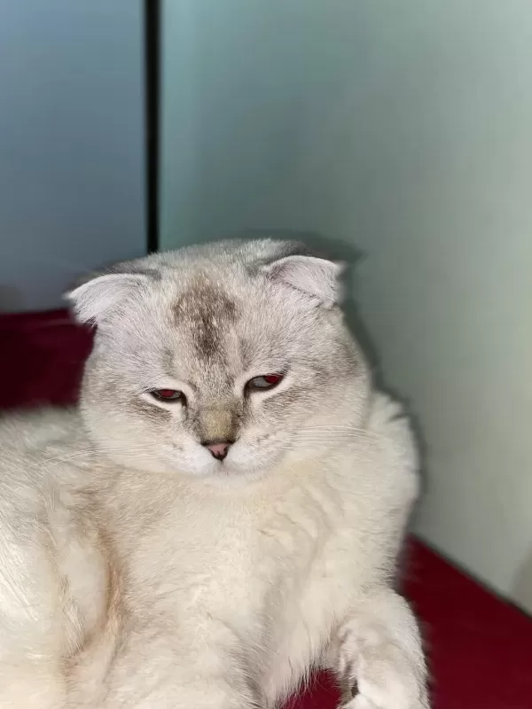 Kedimi Sahiplendirmek İstiyorum