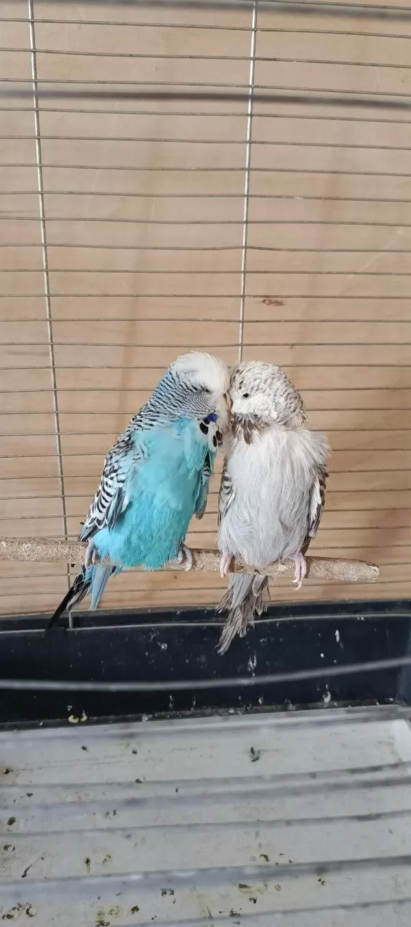 Show Jumbo Eşli Erkek Uysal Muhabbet Kuşumuz