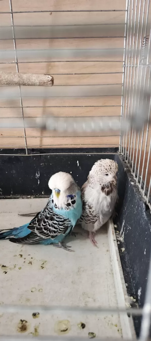 Show Jumbo Eşli Erkek Uysal Muhabbet Kuşumuz