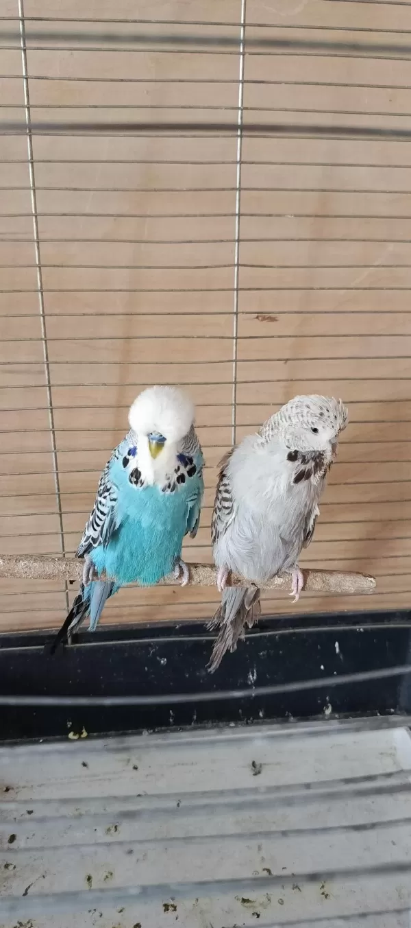 Show Jumbo Eşli Erkek Uysal Muhabbet Kuşumuz
