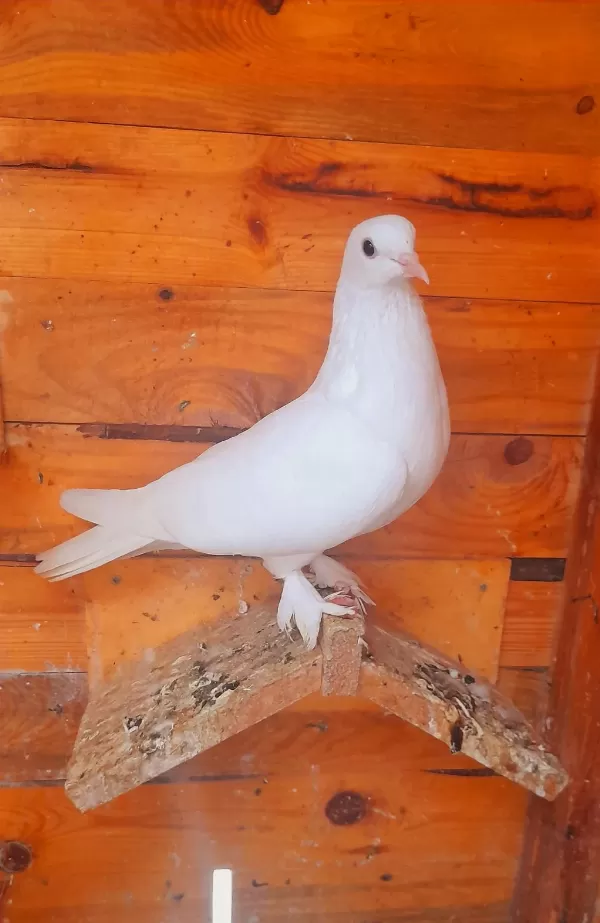 Beyaz Dişi İhtiyaci Olana Temiz İyi Soy Güvercin