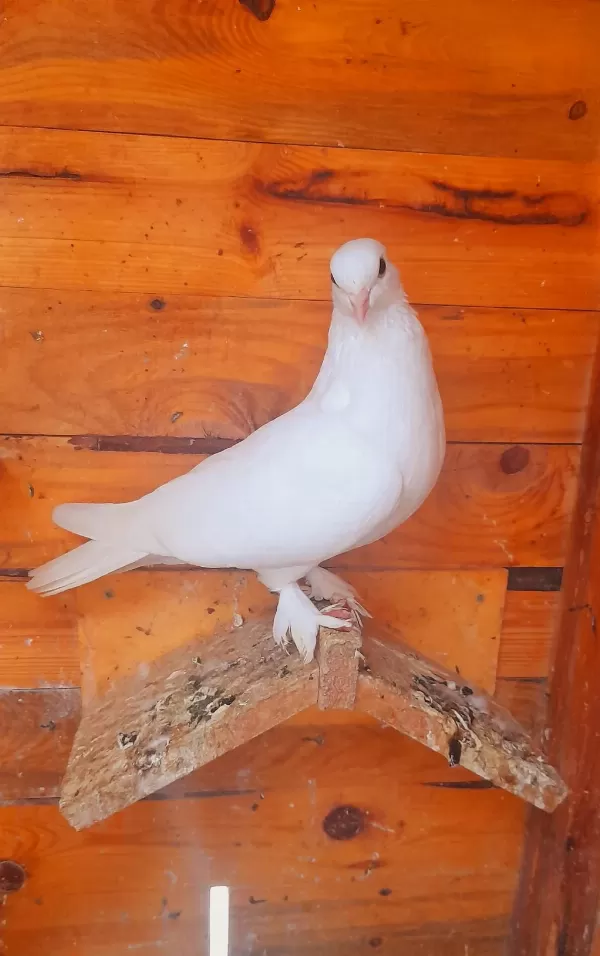 Beyaz Dişi İhtiyaci Olana Temiz İyi Soy Güvercin
