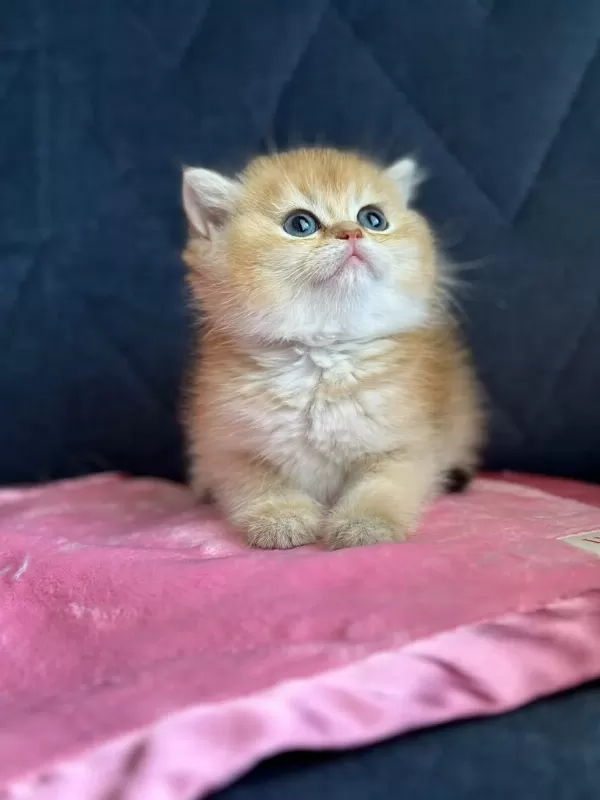 British Shorthair Golden Ny11